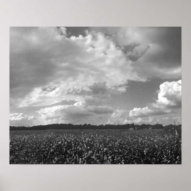 King Cotton Landcape Black & White Poster Imprimer (Devant)