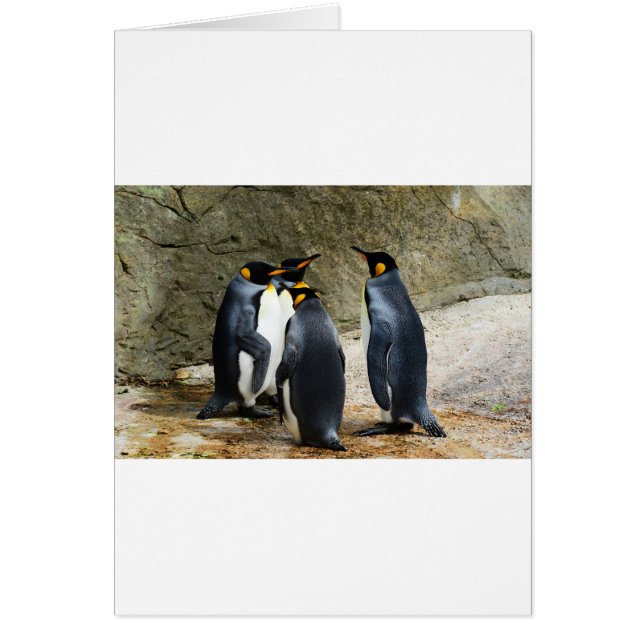 King Penguin (Devant)