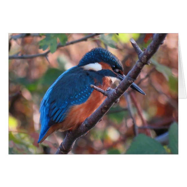Kingfisher (Devant horizontal)