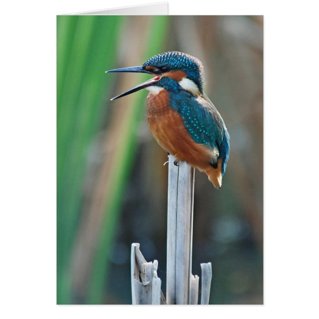 Kingfisher (Devant)