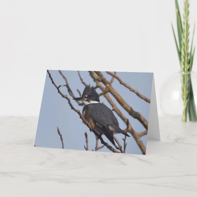 Kingfisher - Carte Art Cadre (Devant)