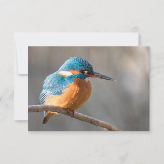 Kingfisher Carte photo de la nature (Devant)
