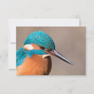 Kingfisher Carte photo de la nature
