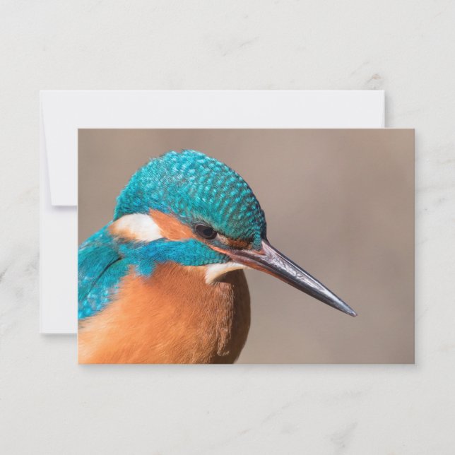 Kingfisher Carte photo de la nature (Devant)