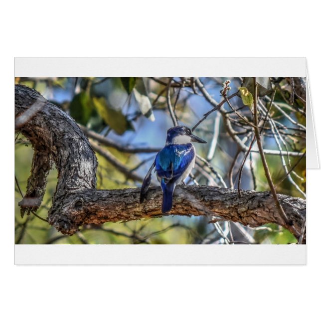 KINGFISHER RURAL QUEENSLAND AUSTRALIE (Devant horizontal)