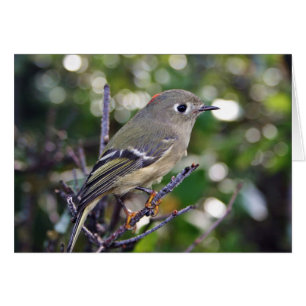 Kinglet Rubis-couronné