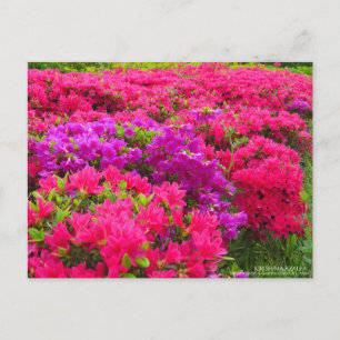 Kirishima Azalea : Carte postale