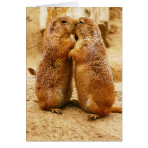 Kissing Black Tail Prairie Dogs