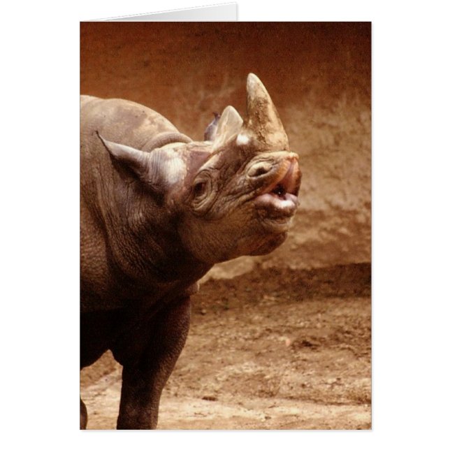 Kissy Kissy (Devant)