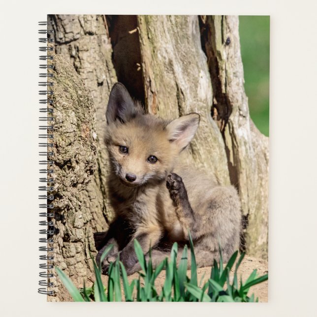 Kit Red Fox 2024 (Devant)