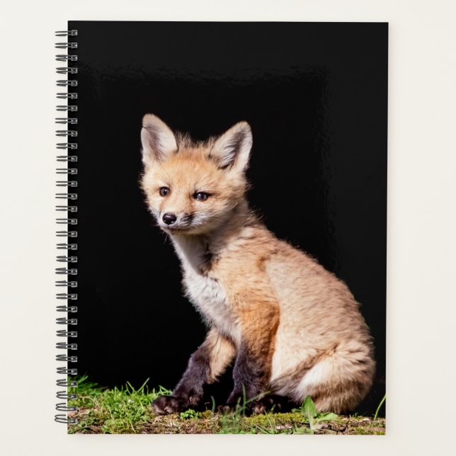 Kit Red Fox 2024 (Devant)