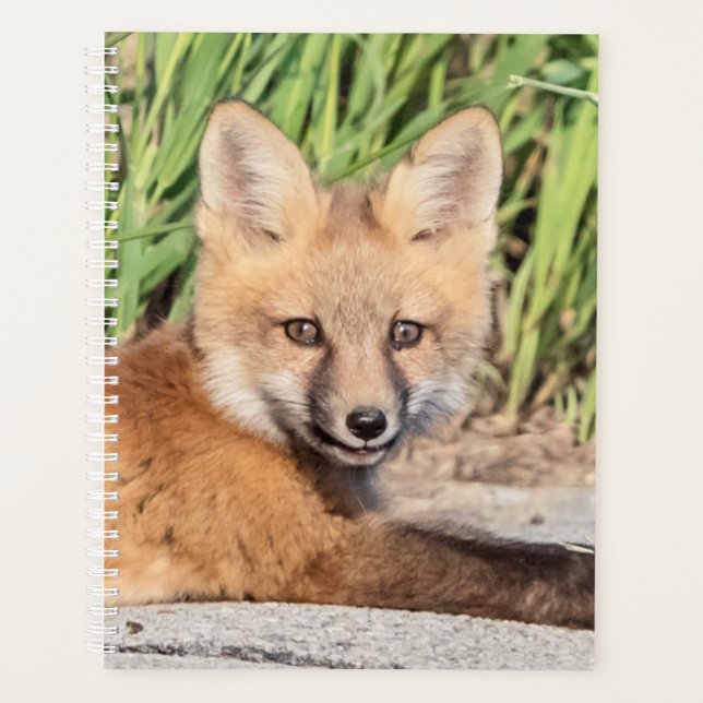 Kit Red Fox 2024 (Devant)