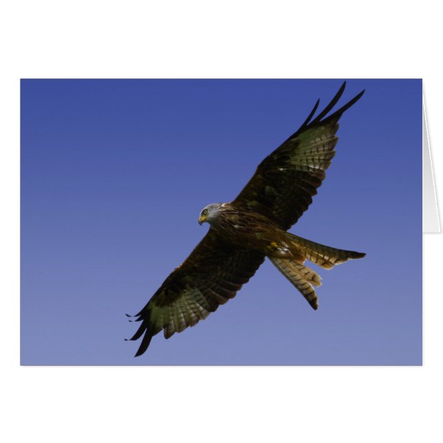 Kite rouge 1 (Devant horizontal)