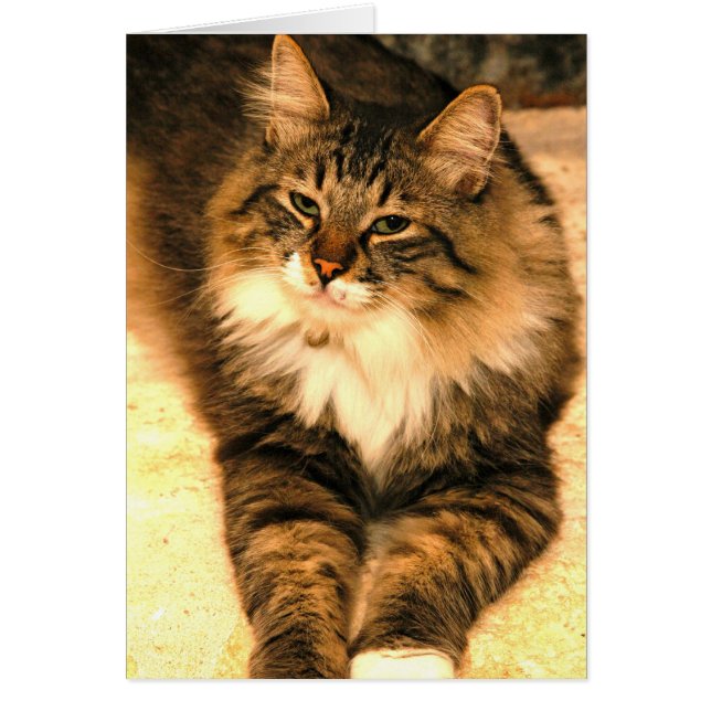 Kitt (Devant)