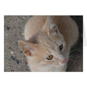 Kitten