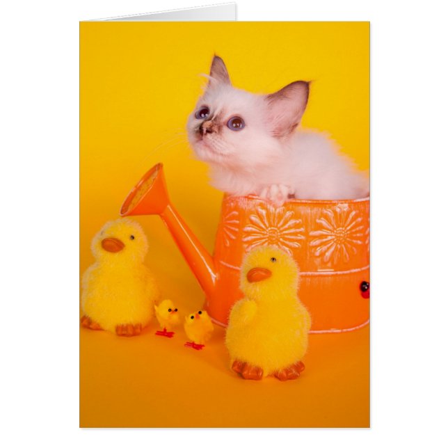 kitten (Devant)