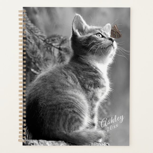 Kitten (Devant)