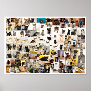 Kitten Academy 1 an Poster