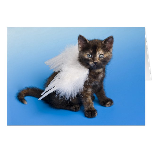 Kitten Avec Ailes (Devant horizontal)