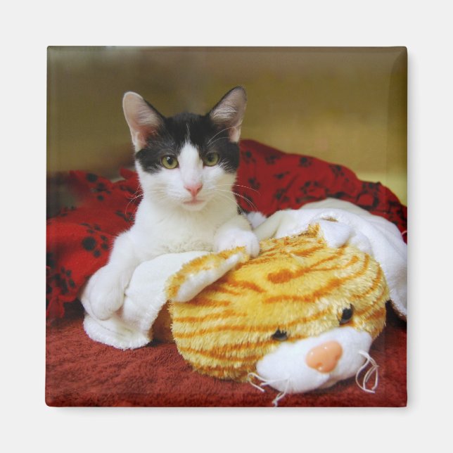 Kitten Avec Aimant Tiger Jouet (Devant)