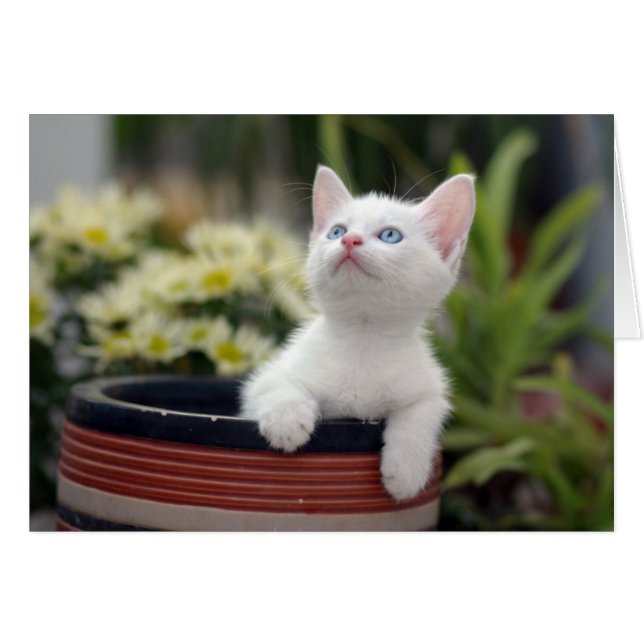 Kitten blanc turc (Devant horizontal)