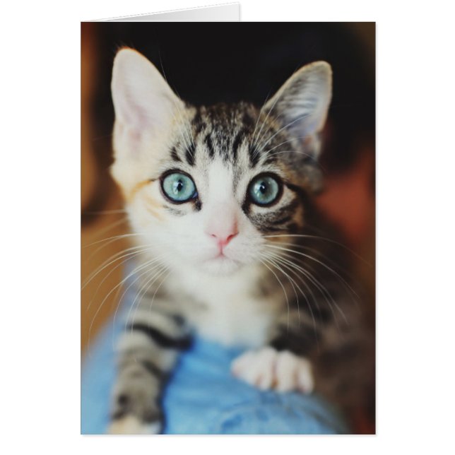 Kitten bleu clair (Devant)