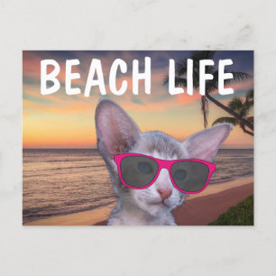 KITTEN CAT SUR SUGLASSES DE PLAGE Cartes postales
