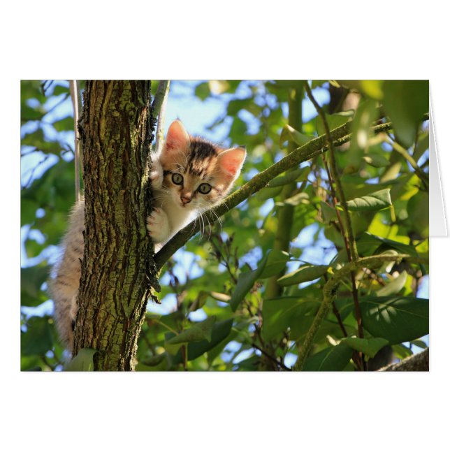 Kitten dans l'arbre (Devant horizontal)