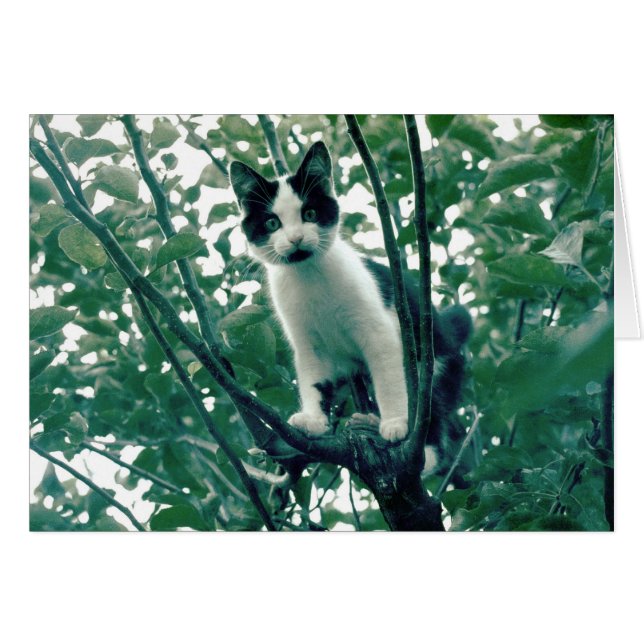 Kitten dans un arbre à pomme (Devant horizontal)