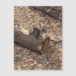 Kitten dans un journal