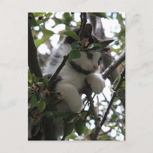 Kitten dans une carte postale arborée (Devant)
