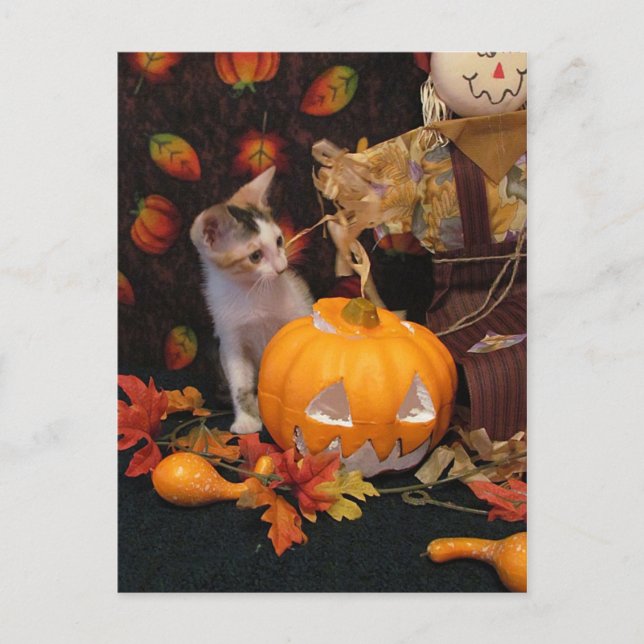 Kitten d'automne - Carte Chat Halloween (Devant)