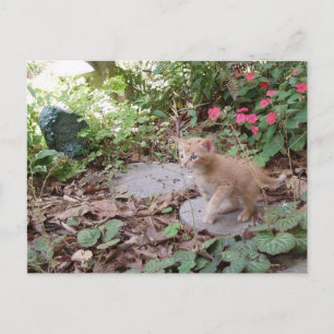 Kitten Dax explore carte postale