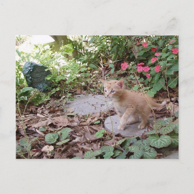 Kitten Dax explore carte postale (Devant)