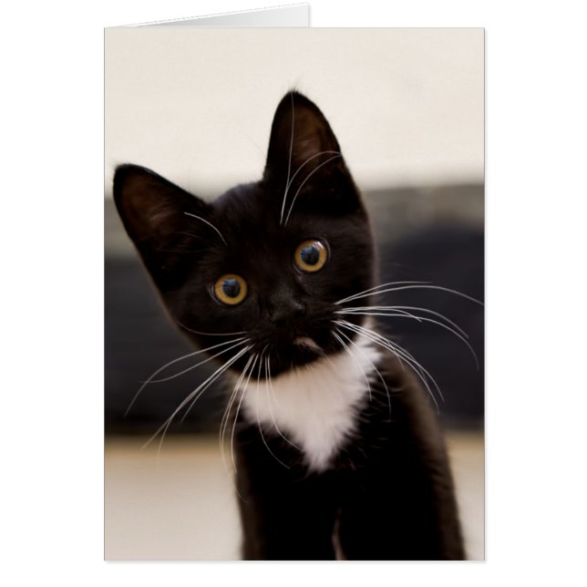 Kitten de Cute Black And White Tuxedo (Devant)