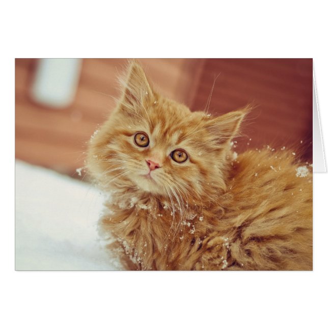 Kitten en neige (Devant horizontal)