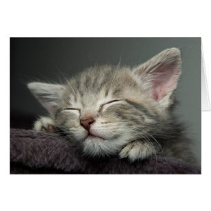 Kitten endormi