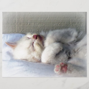 Kitten endormi
