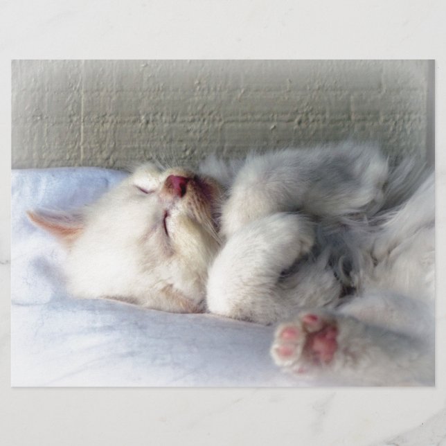 Kitten endormi (Devant)