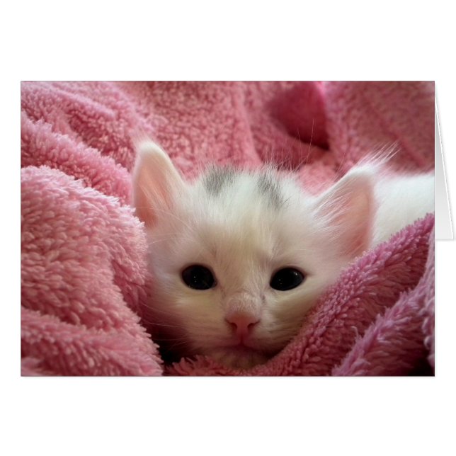 Kitten in Pink (Devant horizontal)