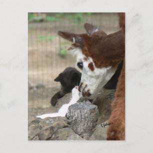Kitten Kisses pour carte postale Alpaca
