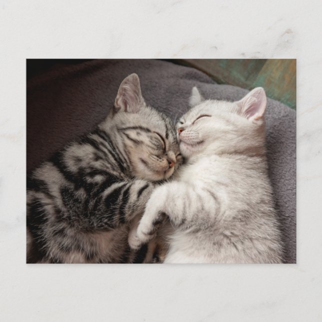 Kitten Kitty Chat jolie carte postale (Devant)