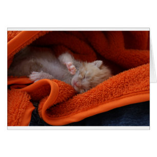 Kitten Nouveau-né - Entièrement personnalisable