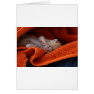 Kitten Nouveau-né - Entièrement personnalisable