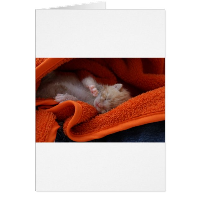 Kitten Nouveau-né - Entièrement personnalisable (Devant)