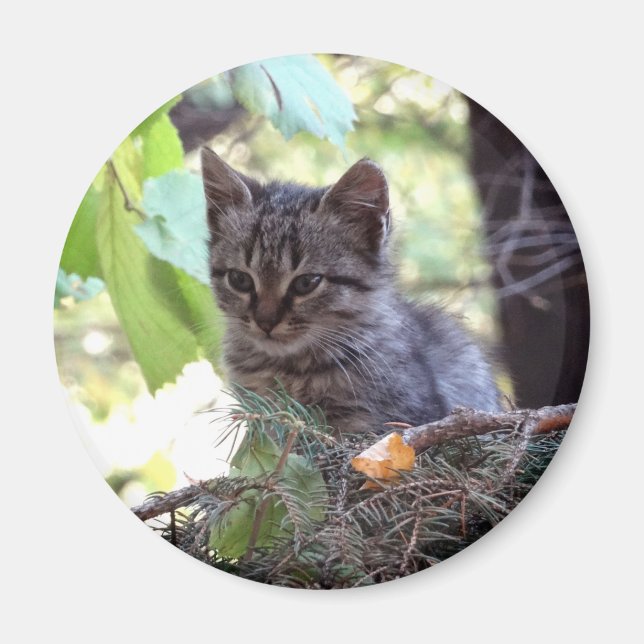 Kitten Photo Baby Chat Magnet rond (Devant)