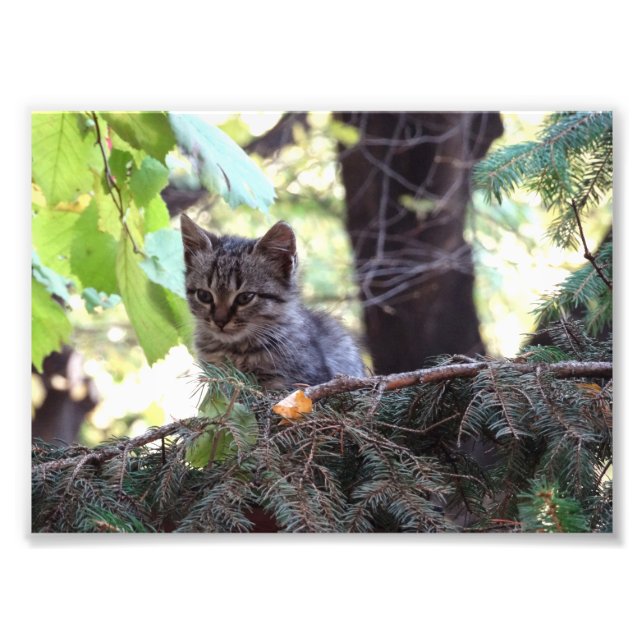 Kitten Photo Kodak Professional Photo (Devant)