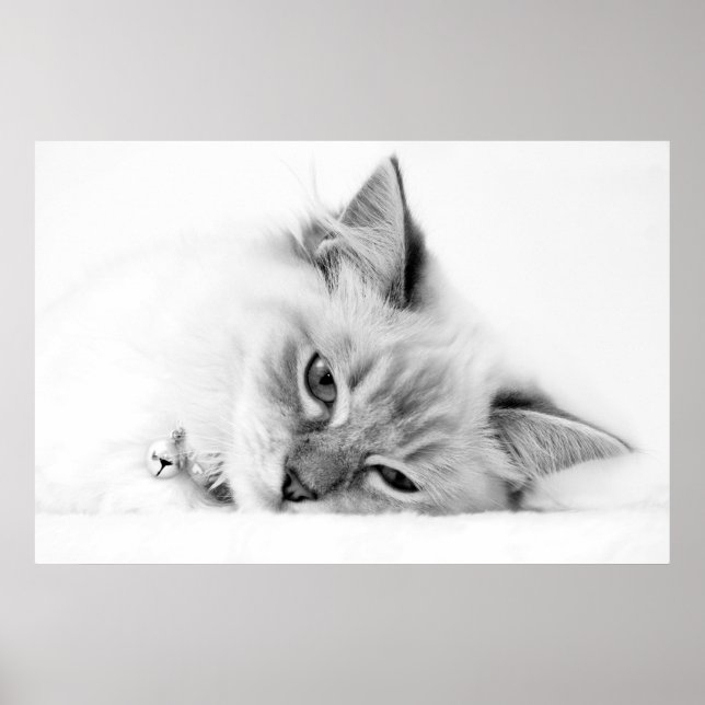 kitten poster (Devant)