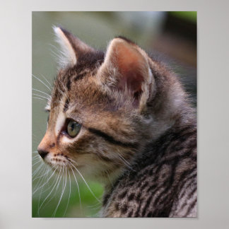 Kitten visage, mignonne, chat, affiche