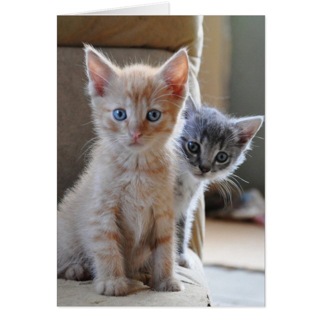 Kittens de Curious (Devant)
